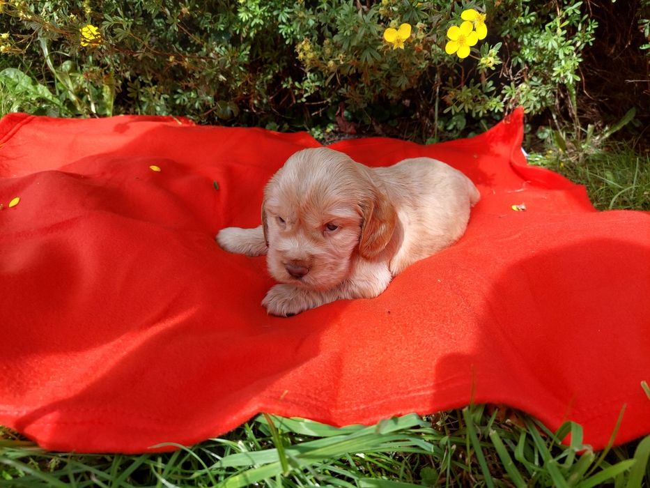 Cocker Spaniel Angielski szczenięta