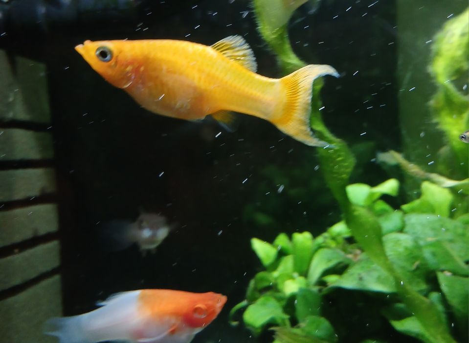 Para molinezji złotych