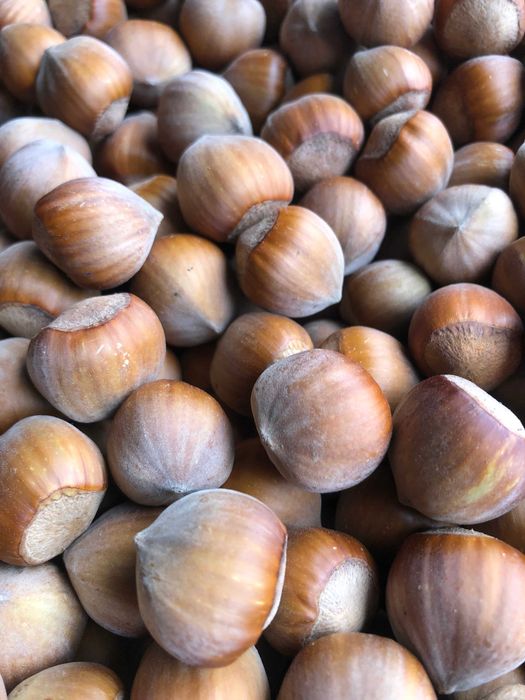 Orzech laskowy skarb hiszpańskich wzgórz Kataloński 6 kg - 2026