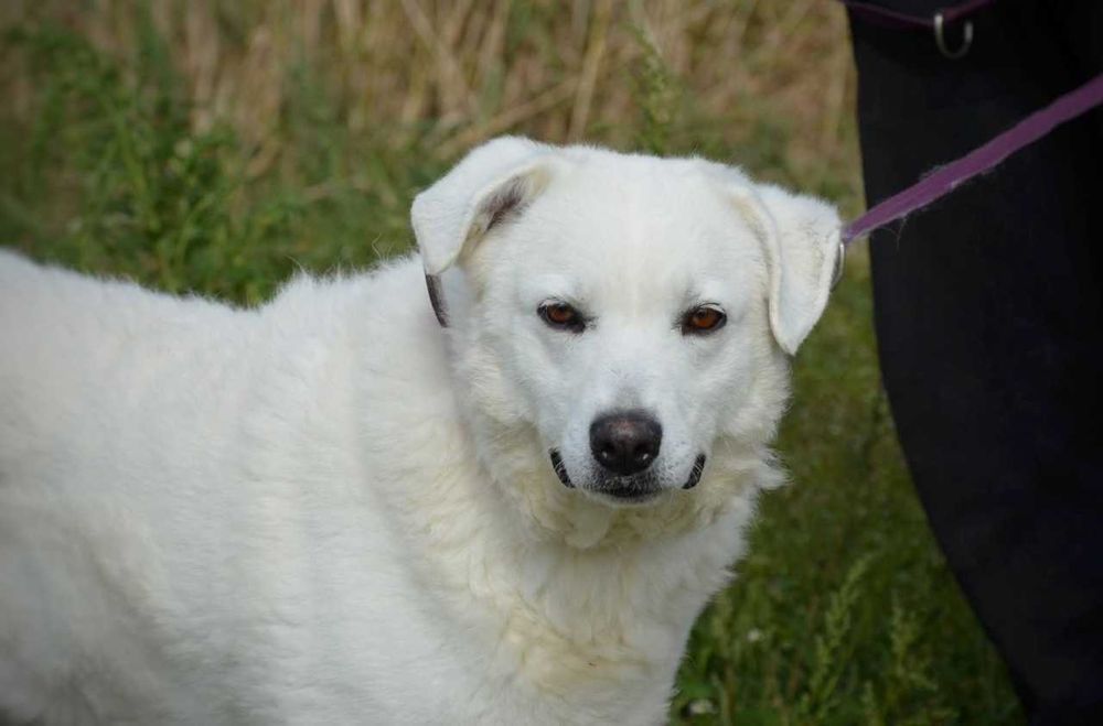 Liza - piękna, biała sunia, trochę wycofana, szuka domu - adopcja.