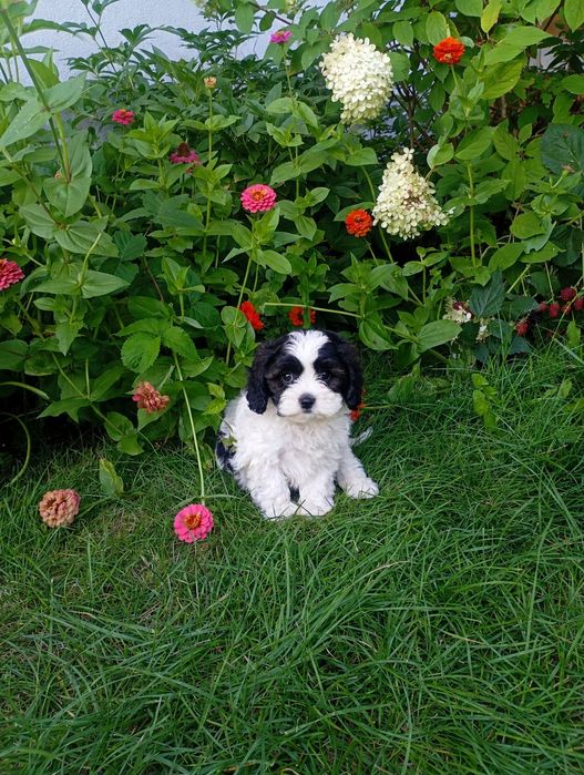 Cavapoo  śliczne