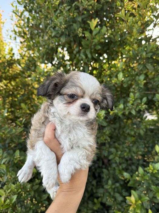 Excecional mini Chihuahua/Chiuaua,LinhagemRussa de Qualidd