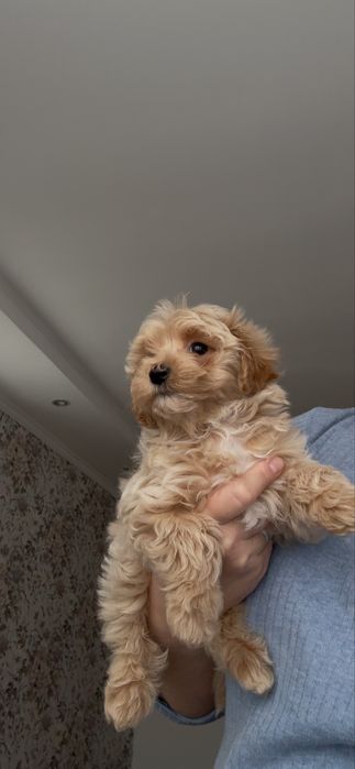 Мальтипу F 1, мальчик мальтипу.