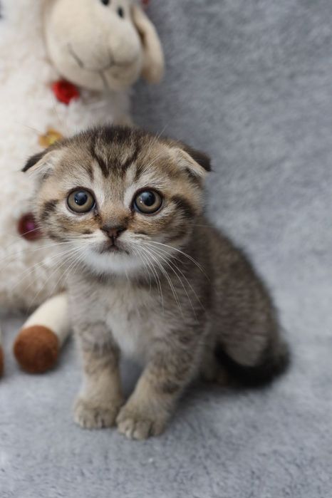 Шотландські кошенята ,золота шиншилка/голуба