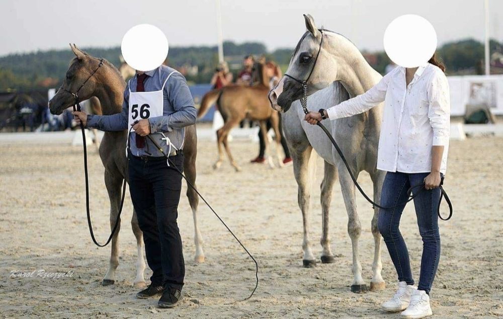 KLACZ ARABSKA na sprzedaż