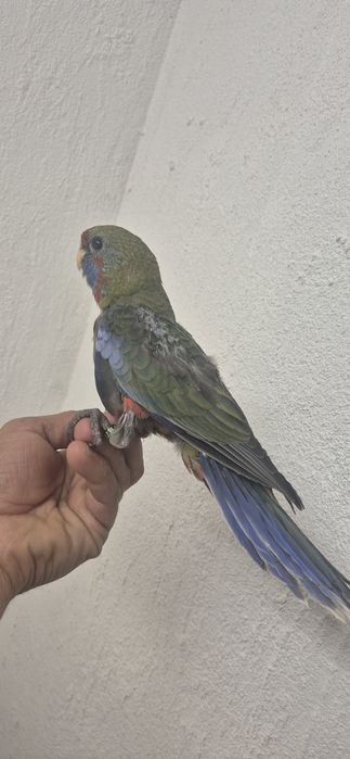 Rosela penante domesticada