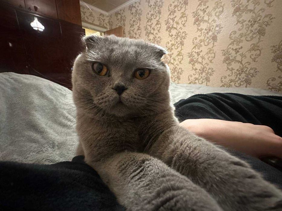 Кот, Кіт Шотландський