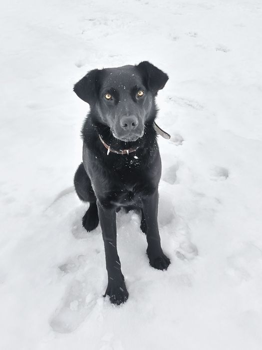 Fakir, młody, cudowny szuka domu