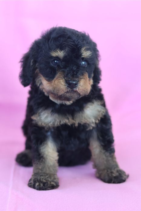 Cavapoo F2B samiec