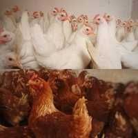 Kury Nioski Rosa Messa Leghorn młode kurki z pierwszym jajkiem