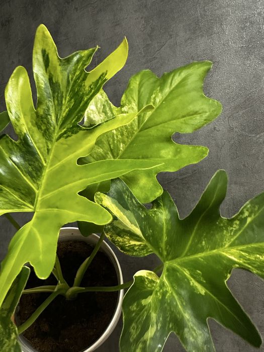 Філодендрон Selloum variegated