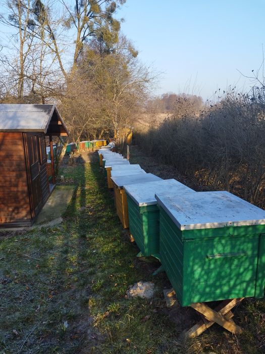 Pszczoly z ulami na ramce dadananta sprzedam