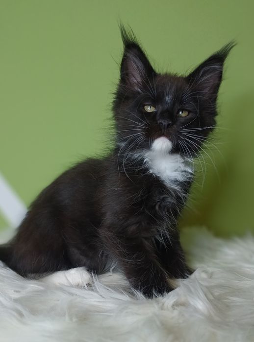 Maine Coon kocurek n09