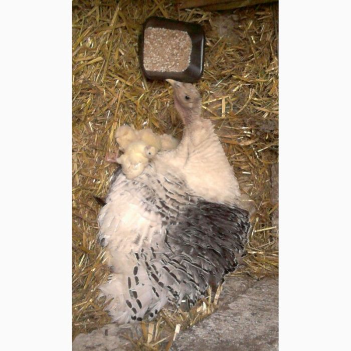 Инкубационное яйцо индюков