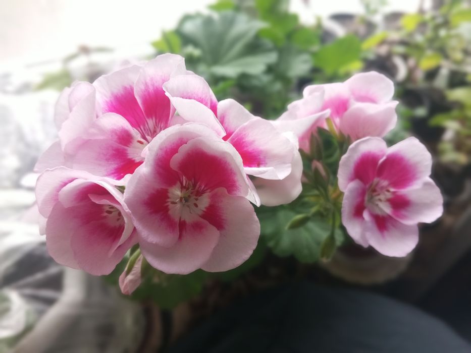 Пеларгонія королівська,зональна,ампельна