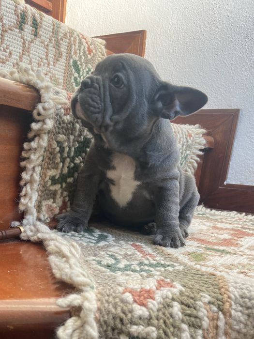 Bulldog frances Menina