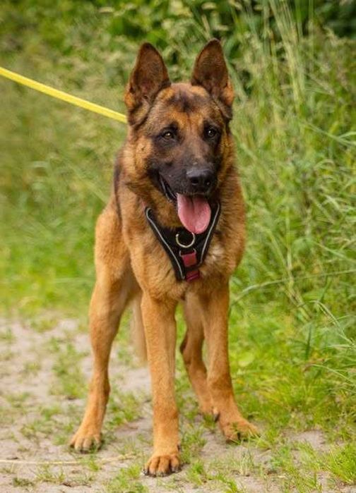 Posłuszny owczarek Yoda szuka domku