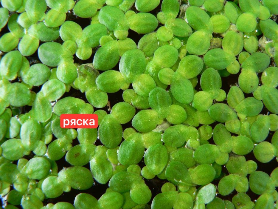 Рослини для черепах.Растения для черепах.Корм для черепах-ряска,пістія