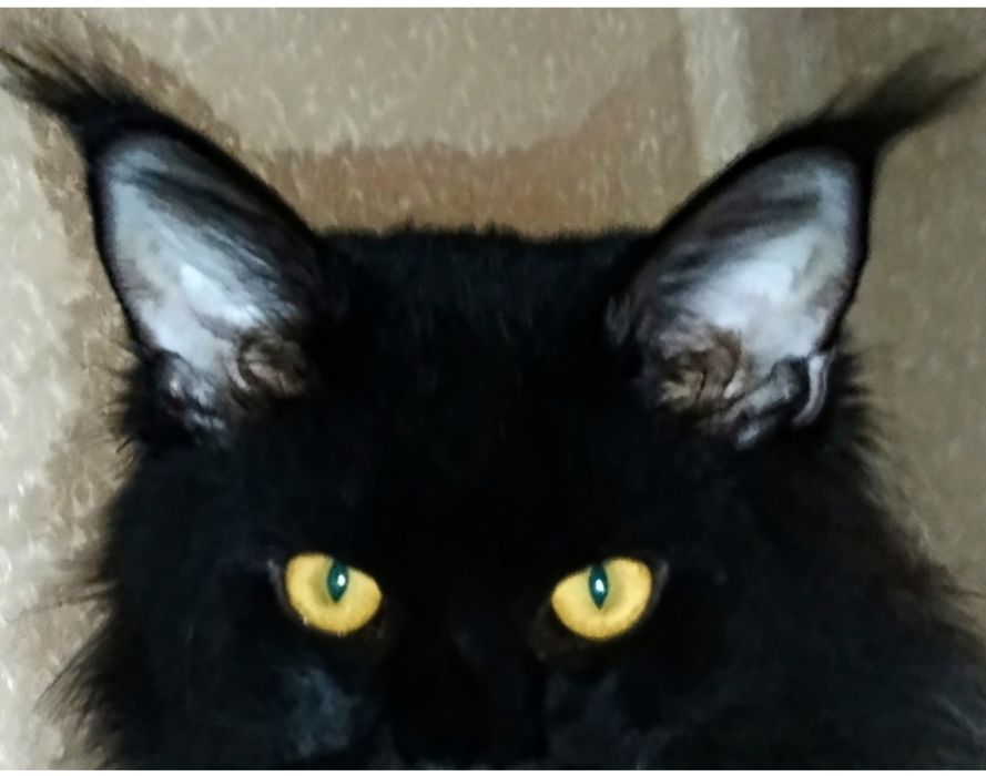 Вязка со страстным мифическим мейн-куном