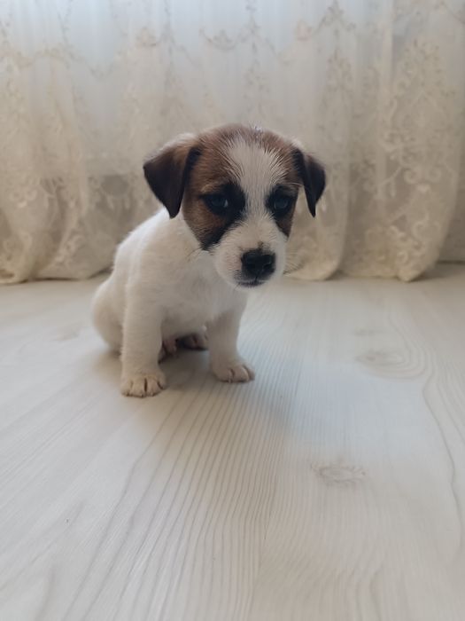 Прекрасные Джеки