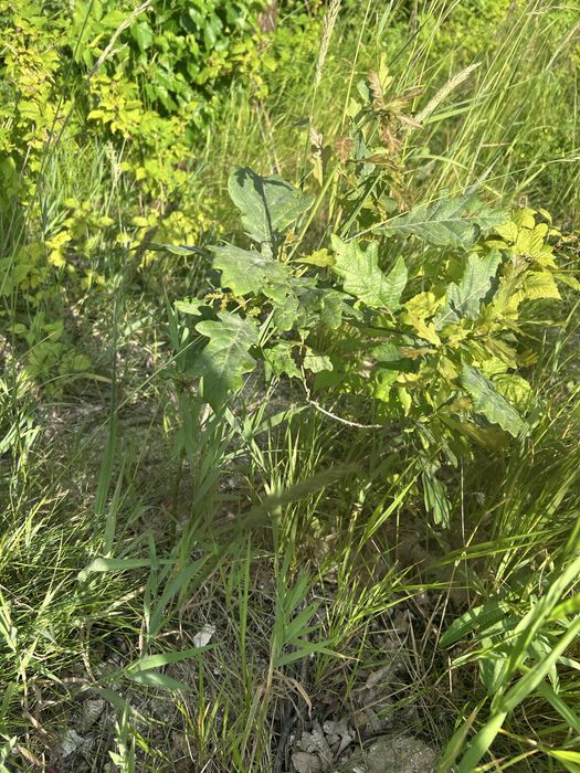 Dąb samosiejka 20-60 cm