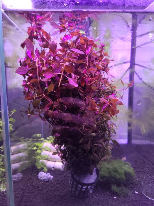 Ludwigia mini red - 1 sztuka