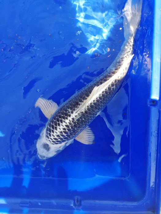 Ryby do oczek wodnych i stawów