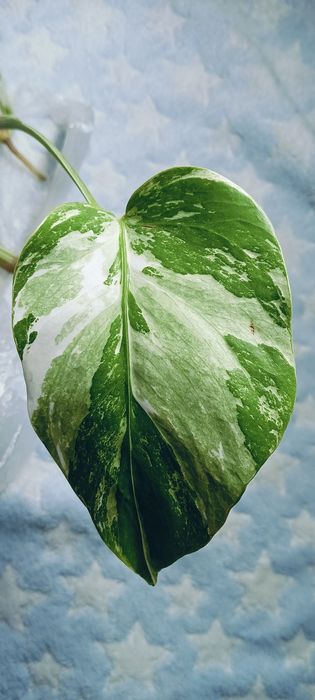 Monstera variegata ukorzeniona