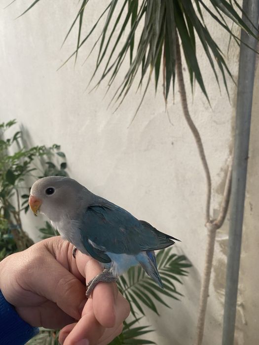 Agapornis domesticados