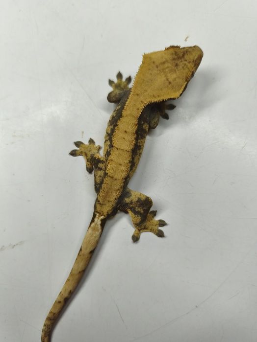 Gekon orzęsiony samiec