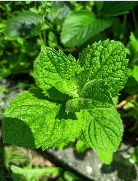 Suszona ekologiczna mięta 40g