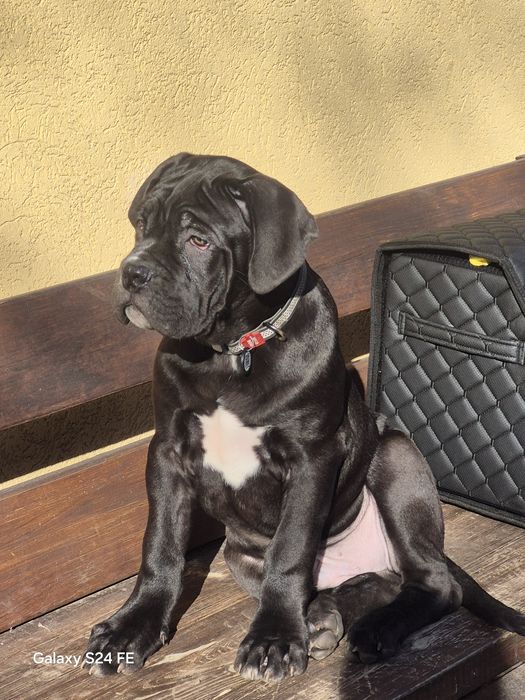 Щенки кане корсо вiд батькiв чемпiонiв