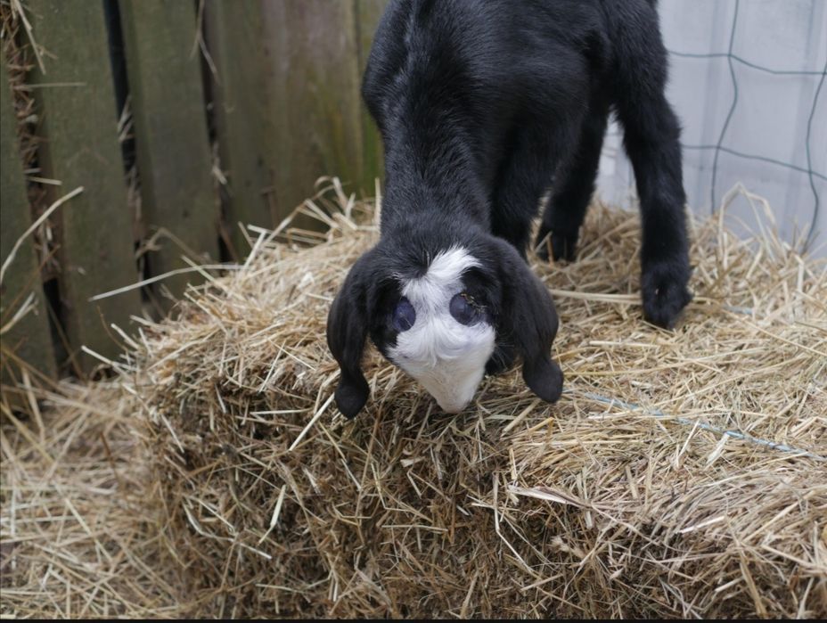 Знероження козенят