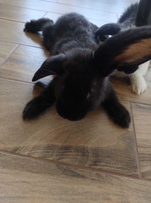 Króliki króliki czarne