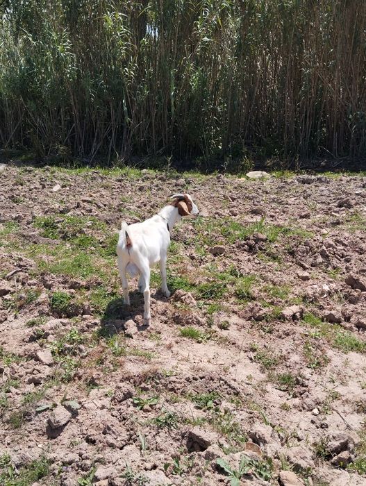 Cabrito boer 80%