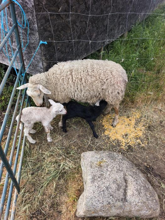 Vendo borregos e borregas INRA