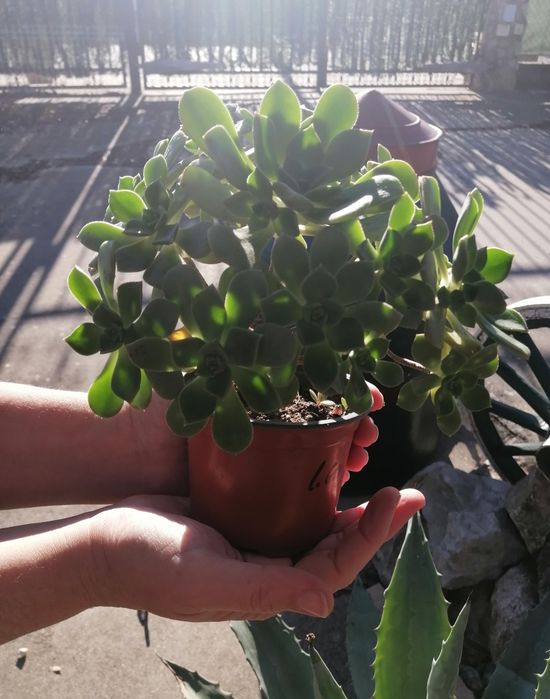 Suculenta Aeonium haworthil