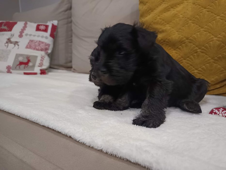 Sznaucer miniaturowy miniatura miniaturka