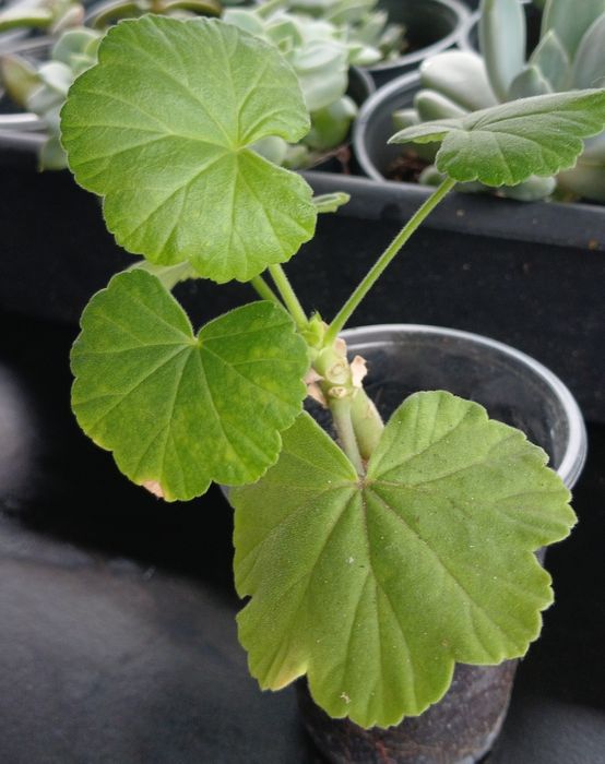 Продам кімнатні квіти