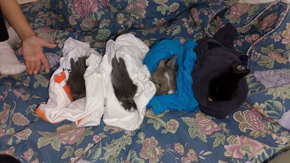 Coelhos anões  ninhada de 4 filhotes . nascimento 5 de setembro
