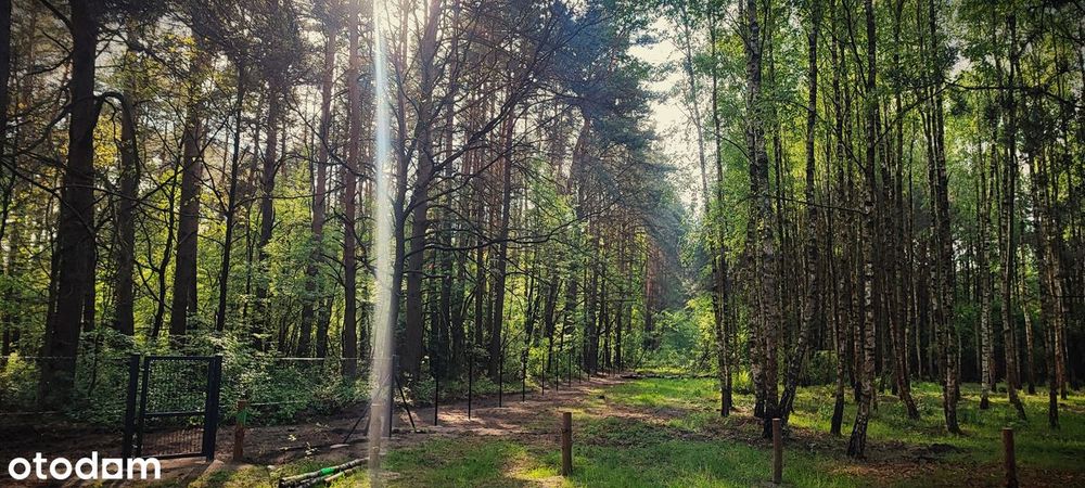 Leśne działki przy Poleskim Parku, cisza, warunki zabudowy
