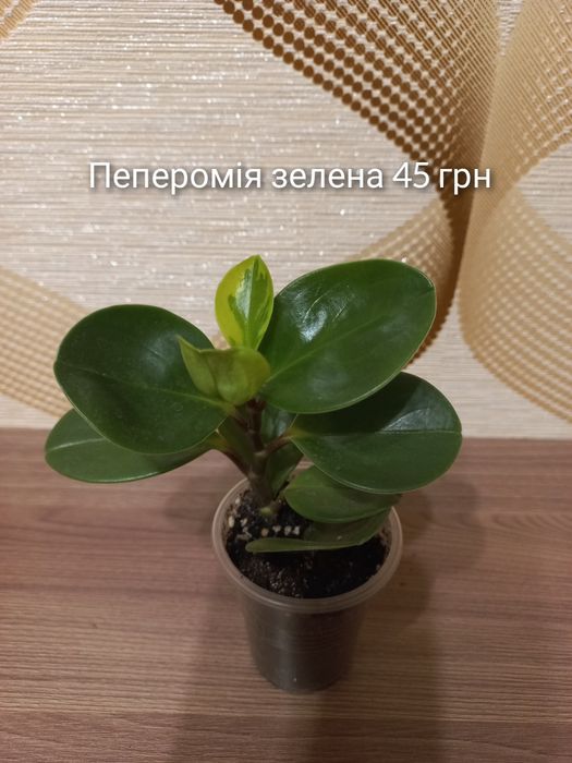 Наявність кімнатних рослин