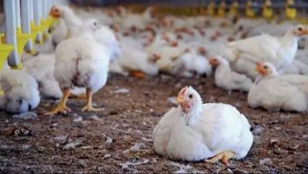 Продаю бройлер живою вагою від 3 кг.