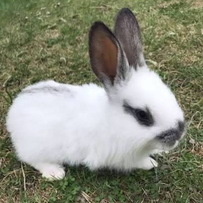 Продам кролицю вагітну , кроликів