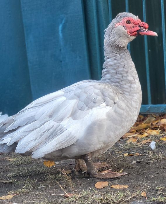 Инкубационное яйцо индоутки тяжелой немецкой линии (серебро)