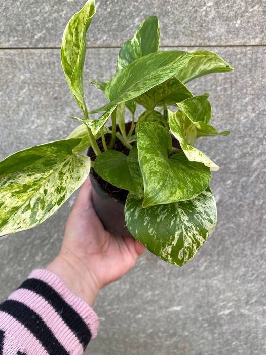 Епіпреміум  Marble  Queen