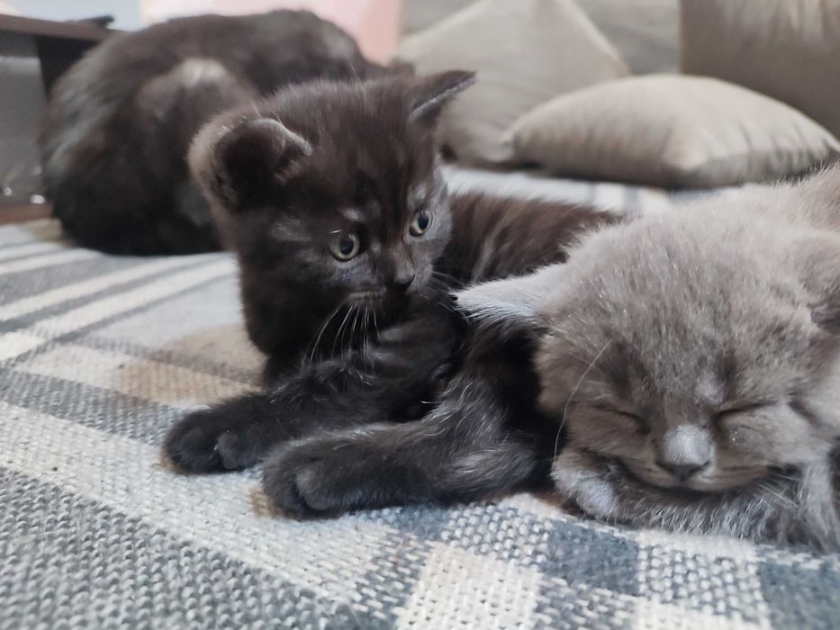 Кошенята шотландські