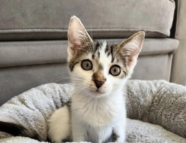Emma do adopcji!