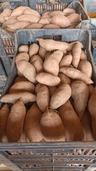 Batata doce laranja lugar da estrada