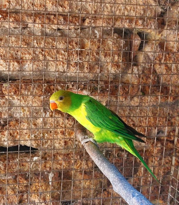 Aves em excelente estado